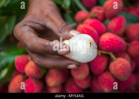 Pelures de litchi de regarder dans Shimultoli Rooppur au Bazar, Ishwardi , le Bangladesh. Banque D'Images