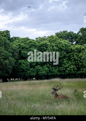 Deer reposant à demi caché dans les prairies dans le quartier londonien de Richmond Park. Banque D'Images