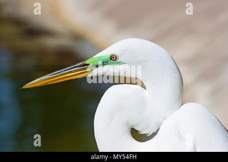 Chef de l'aigrette neigeuse dans le profil Banque D'Images