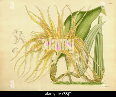 . Illustration de Bulbophyllum (pahudii comme syn. Bulbophyllum virescens) . 1910. M. S. del. (  = Matilda Smith, 1854-1926), J. N. Fitch lith. (  = John Nugent Fitch, 1840-1927) Description par R. A. Rolfe (1855-1921) 90 Bulbophyllum Bulbophyllum (comme pahudii virescens) - Curtis' 136 (Ser. N° 4 6) pl. 8327 (1910) Banque D'Images