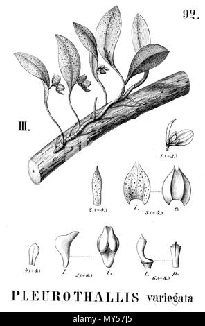 . Illustration de Acianthera variegata (comme syn. Pleurothallis variegata) . 1896. Alfred Cogniaux (1841 - 1916) 427 Pleurothallis variegata - découpe de Flora Brasiliensis 3-4-92 fig III Banque D'Images