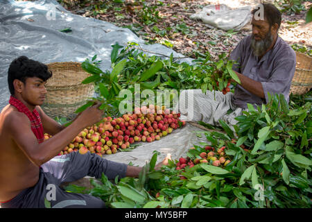 La collecte et la famille d'agriculteurs de litchi de bonne qualité de présentation de sangsues à Rooppur, Ishwardi , le Bangladesh. Banque D'Images