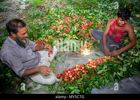 La collecte et la famille d'agriculteurs de litchi de bonne qualité de présentation de sangsues à Rooppur, Ishwardi , le Bangladesh. Banque D'Images