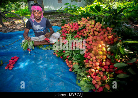 La collecte et la famille d'agriculteurs de litchi de bonne qualité de présentation de sangsues à Rooppur, Ishwardi , le Bangladesh. Banque D'Images