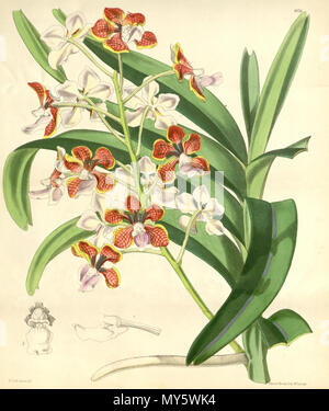 . Illustration de Vanda limbata . 1875. Walter Hood Fitch (1817-1892) del. et lith. Description par Joseph Dalton Hooker (1817-1911) 545 Vanda limbata Banque D'Images