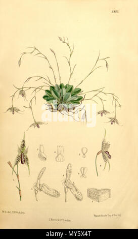 . Illustration de Specklinia aristata (comme syn. Barberiana Pleurothallis) . 1886. M. S. del. (  = Matilda Smith, 1854-1926), J. N. Fitch lith. (  = John Nugent Fitch, 1840-1927) . Description par Joseph Dalton Hooker (1817-1911) 497 Specklinia comme barberiana Pleurothallis aristata (Curtis) - 112 (Ser. N° 3 42) pl. 6886 (1886) Banque D'Images