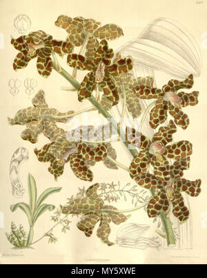 . Illustration de Grammatophyllum rumphianum . 1896. M. S. del. (  = Matilda Smith, 1854-1926), J. N. Fitch lith. (  = John Nugent Fitch, 1840-1927) Description par Joseph Dalton Hooker (1817-1911) 218 rumphianum Grammatophyllum Banque D'Images