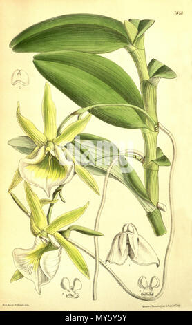 . Illustration de l'Angraecum eichlerianum . 1902. M. S. del. (  = Matilda Smith, 1854-1926), J. N. Fitch lith. (  = John Nugent Fitch, 1840-1927) Description par Joseph Dalton Hooker (1817-1911) 41 Angraecum eichlerianum - Curtis' 128 (Ser. N° 3 58) pl. 7813 (1902) Banque D'Images