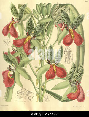 . Illustration de Cymbidiella pardalina (syn. Rhodochilum cymbidiums) . 1904. M. S. del. (  = Matilda Smith, 1854-1926), J. N. Fitch lith. (  = John Nugent Fitch, 1840-1927) Description par William Botting Hemsley (1843-1924) 129 Cymbidiella pardalina (comme rhodochilum Cymbidiums) - inflorescence - Curtis' 130 (Ser. N° 3 60) pl. 7932 (1904) Banque D'Images