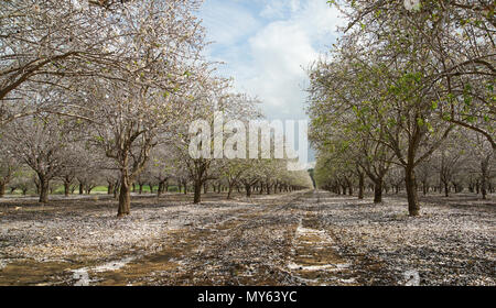 Paysage agricole, jardin avec arbres fruitiers Banque D'Images