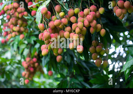 Le litchi, litchi, Lichie Leechee, Lichi, Bangla : Lichu. Le litchi est un petit fruit frais avec la pâte blanchâtre ayant la saveur parfumée. Le fruit est couvert Banque D'Images