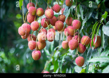 Le litchi, litchi, Lichie Leechee, Lichi, Bangla : Lichu. Le litchi est un petit fruit frais avec la pâte blanchâtre ayant la saveur parfumée. Le fruit est couvert Banque D'Images