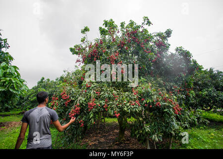 Le litchi pousse dans un arbre à Rooppur, Ishwardi , le Bangladesh. Banque D'Images