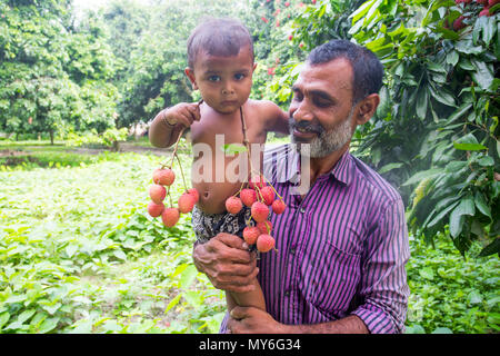 La collecte et la famille d'agriculteurs de litchi de bonne qualité de présentation de sangsues à Rooppur, Ishwardi , le Bangladesh. Banque D'Images