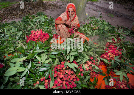 La collecte et la famille d'agriculteurs de litchi de bonne qualité de présentation de sangsues à Rooppur, Ishwardi , le Bangladesh. Banque D'Images