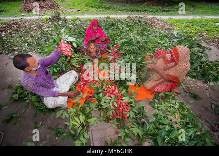 La collecte et la famille d'agriculteurs de litchi de bonne qualité de présentation de sangsues à Rooppur, Ishwardi , le Bangladesh. Banque D'Images