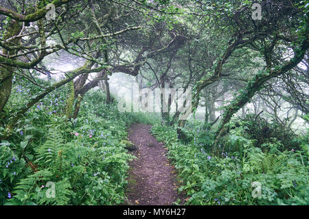 Forêt magique. Madron Penzance Cornwall Ouest UK. Sentier qui va du village de Madron les ruines d'un 12e siècle Chapelle Saint celtique et bien Banque D'Images