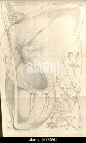 . Anglais : Nepenthes rajah de transactions de la Société linnéenne de Londres, tome 22 : t. 72 (1859) [W.H. Fitch] . 15 février 2013, 00:49:49. W.H. Fitch 384 Nepenthes rajah - Transactions de la Société linnéenne de Londres (1859) Banque D'Images