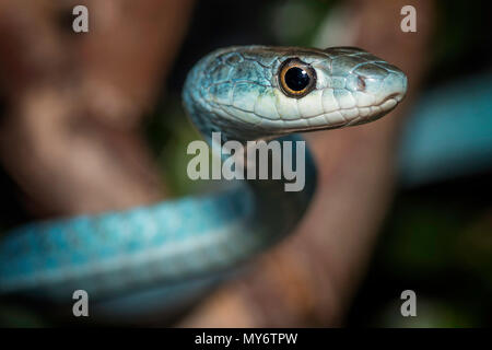 Arbre vert serpent, Dendrelaphis punctulata Banque D'Images