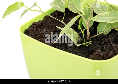 Les jeunes ficus benjamin dans un pot de fleur closeup Banque D'Images