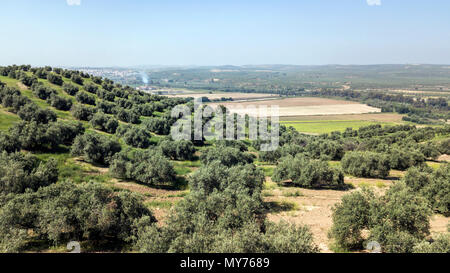 Campagne de l'olivier près de Linares, province de Jaen, Espagne Banque D'Images