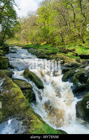 La rivière Wharfe se rétrécit à mesure qu'elle traverse la SRCFA juste au nord de l'abbaye de Bolton sur l'immobilier dans la région de Cavendish Wharfedale inférieur. Banque D'Images