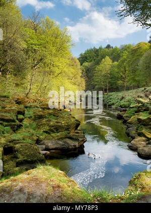 La rivière Wharfe se rétrécit à mesure qu'elle traverse la SRCFA juste au nord de l'abbaye de Bolton sur l'immobilier dans la région de Cavendish Wharfedale inférieur. Banque D'Images