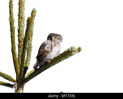 Chouette naine Glaucidium passerinum,, seul oiseau sur branche, Bulgarie, avril 2017 Banque D'Images