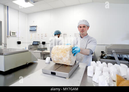 Portrait de fromage bouilloire sur le point de couper une grande roue de stilton Banque D'Images