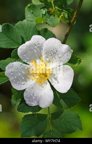 Chien blanc fleur rose (rosa canina) avec les gouttes de pluie, Schleswig-Holstein, Allemagne Banque D'Images