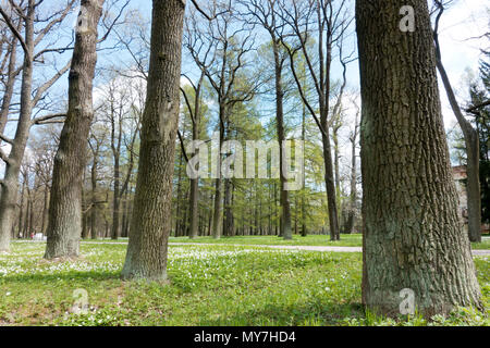 De puissants troncs d'arbres sur les côtés de la route dans le parc et l'épanouissement perce-neige sur une herbe verte Banque D'Images