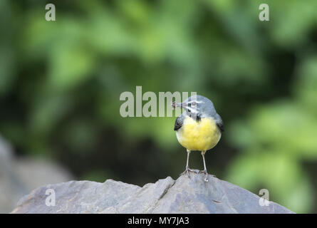 Bergeronnette des ruisseaux (Motacilla cinerea), debout sur la pierre, avec les proies dans son bec, Hesse, Allemagne Banque D'Images