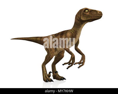 Velociraptor isolé sur fond blanc Banque D'Images