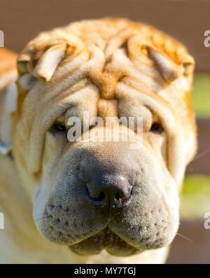 Shar Pei chien sur une pelouse verte sur une journée ensoleillée Banque D'Images