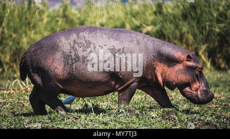 Un hippopotame marcher dans l'herbe le long d'une rivière, à la recherche de nourriture. Banque D'Images