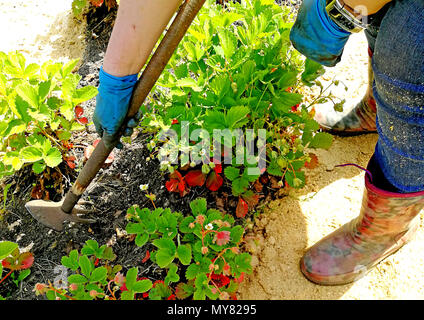 Les mains des femmes éliminer les mauvaises herbes dans la zone avec des fraises. Banque D'Images