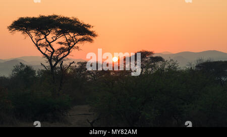 Lever du soleil dans la brousse africaine. Banque D'Images