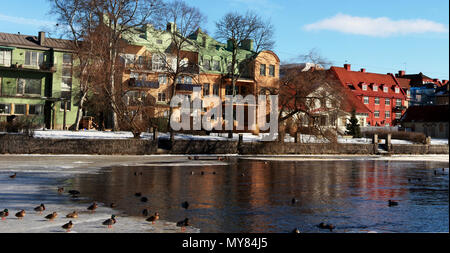 Une bande de canards en paralysant Svartån, un lac qui traverse l'Örebro en Suède. Banque D'Images