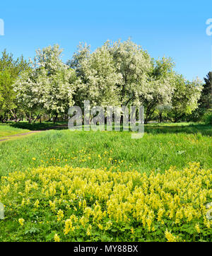 Beau paysage de printemps avec la floraison des pommiers blancs, verdure fraîche et de tapis de fleurs sauvages jaunes Corydalis et pissenlits sur la pelouse sur un b Banque D'Images