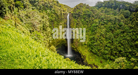 Akaka Falls sur Big Island, Hawaii Banque D'Images