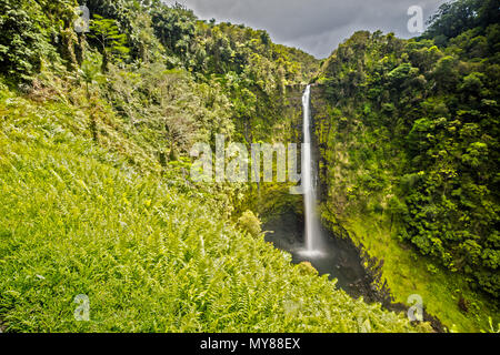 Akaka Falls sur Big Island, Hawaii Banque D'Images