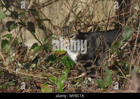 Chat tigré dans overgrown garden Banque D'Images