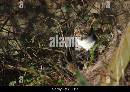 Chat tigré dans overgrown garden Banque D'Images