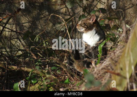 Chat tigré dans overgrown garden Banque D'Images