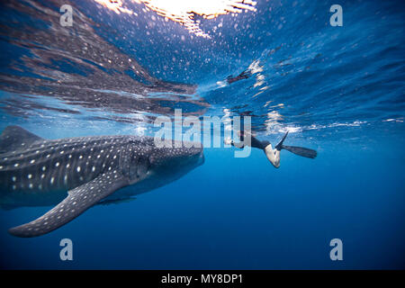 Sous-vue de femme snorkeler photographier requin-baleine, Quintana Roo, Mexique Banque D'Images