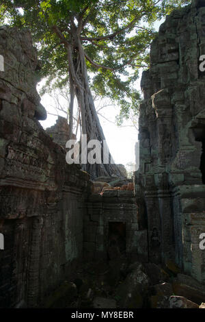 Siem reap Cambodge, arbre qui pousse sur Ta Prohm un temple du 12ème siècle dans le style Banyon Banque D'Images