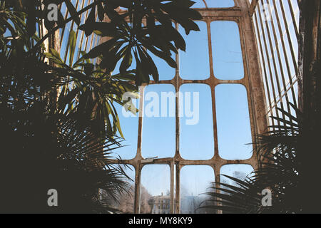 Diverses plantes dans le Palm House of the Royal Botanic Gardens (Kew). Banque D'Images