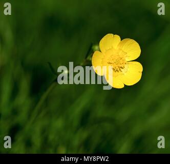 Un gros plan d'une prairie Buttercup allumé par Sunshine Banque D'Images