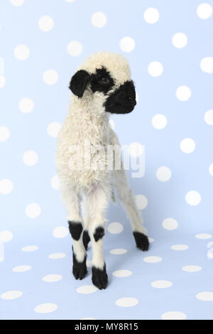 Le Valais les moutons. L'agneau (10 jours). Studio photo contre un fond bleu à pois. Allemagne Banque D'Images