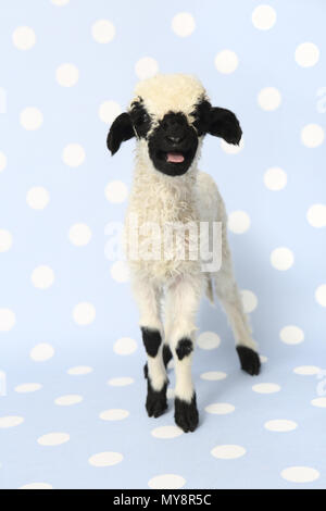 Le Valais les moutons. L'agneau (10 jours) Comité permanent tout en bêlements. Studio photo contre un fond bleu à pois. Allemagne Banque D'Images